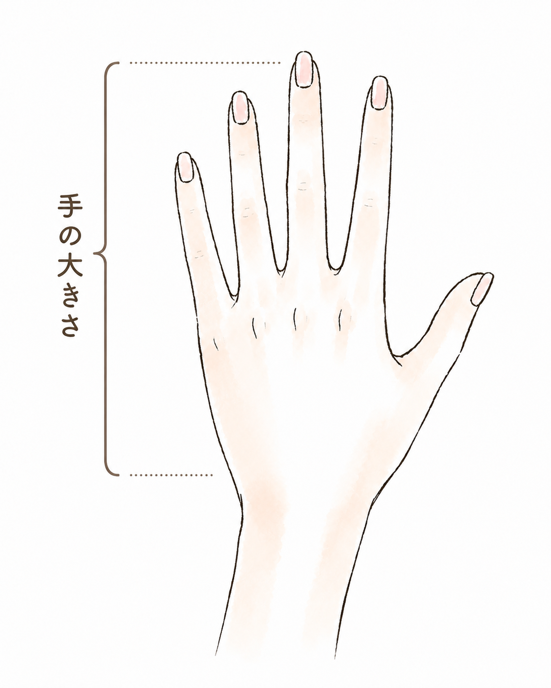 手の大きさ