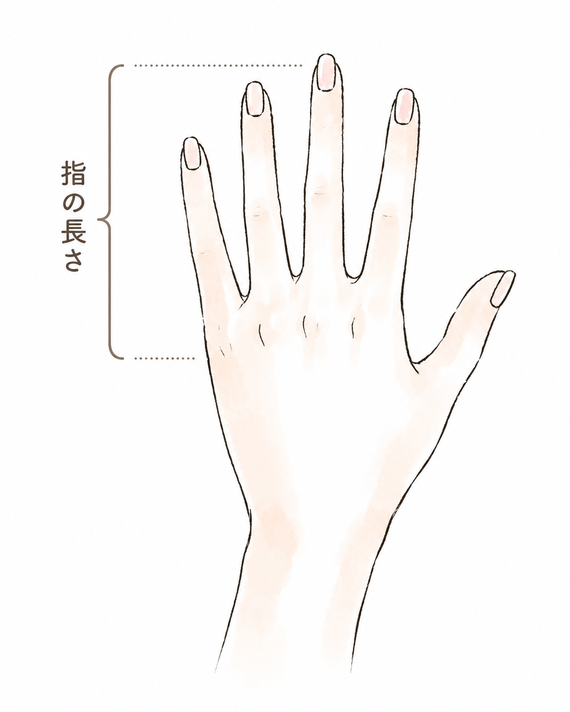 指の長さ