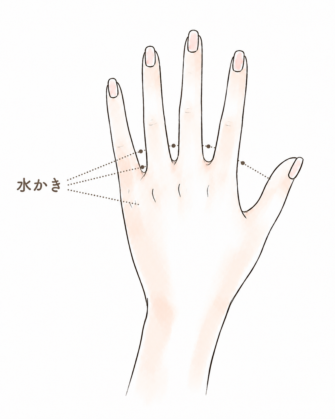 水かきの深さ