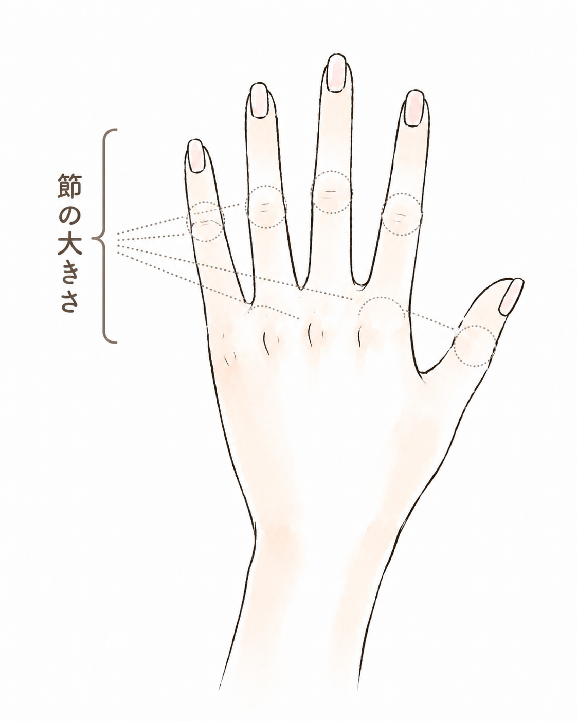 節の太さ