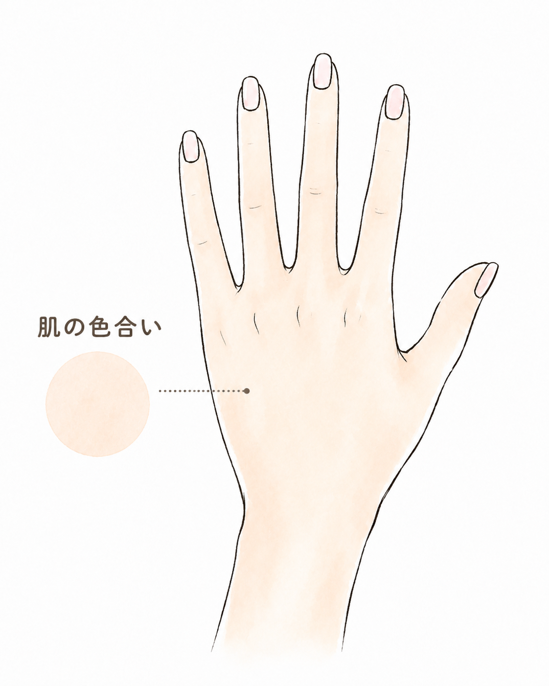 肌の色